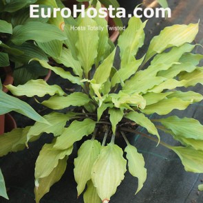 Hosta Plum Pudding