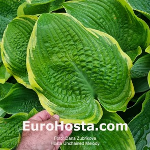 Hosta Tenryu