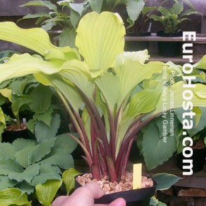 Hosta Valley's Lucky Gambler | Eurohosta  