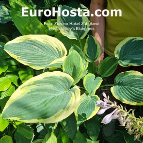 Hosta Valley's Bluegrass