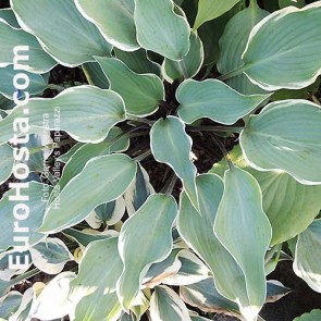 Hosta Plum Pudding