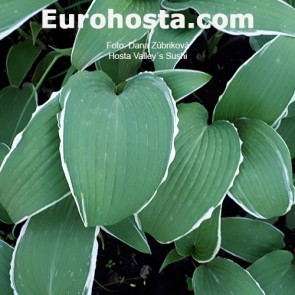 Hosta Plum Pudding