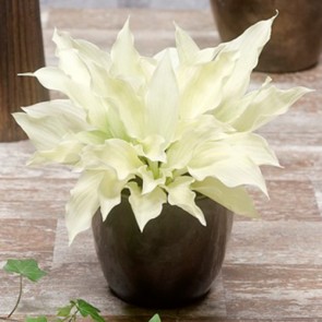 White Feather