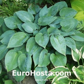 Hosta Golden Oriole