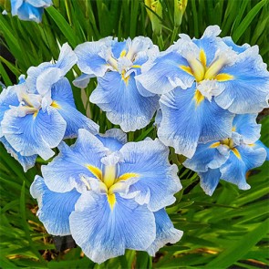 iris Ensata Persephone