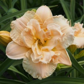 Hemerocallis Ikebana Star - Eurohosta