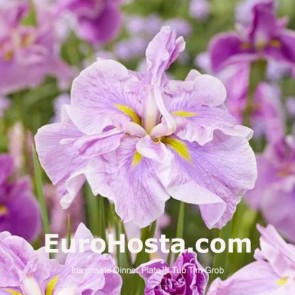 iris Ensata Wave Action