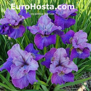 iris Ensata Wave Action