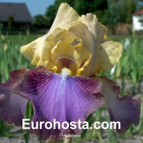 Iris Versicolor Dark Aura - Eurohosta