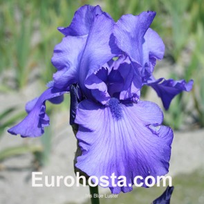 Iris Versicolor Dark Aura - Eurohosta