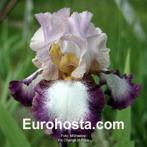 Iris Versicolor Dark Aura - Eurohosta