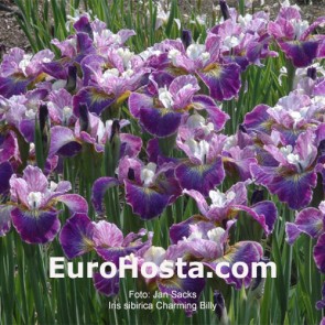 Iris Versicolor Dark Aura - Eurohosta