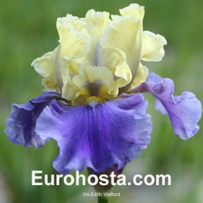 Iris Versicolor Dark Aura - Eurohosta