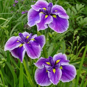 iris Ensata Persephone