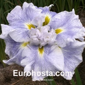 iris Ensata Wave Action