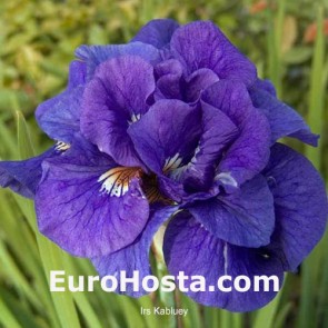 Iris Versicolor Dark Aura - Eurohosta