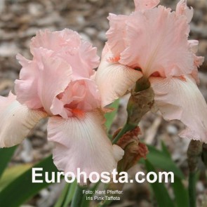 Iris Versicolor Dark Aura - Eurohosta