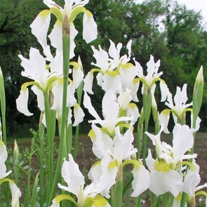 Iris Versicolor Dark Aura - Eurohosta