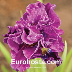 Iris Versicolor Dark Aura - Eurohosta