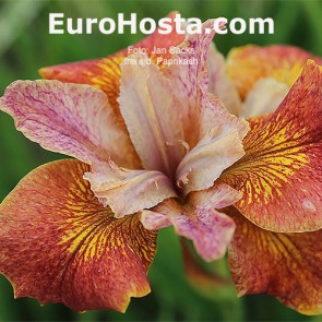 Iris Versicolor Dark Aura - Eurohosta