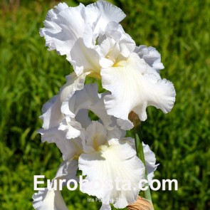 Iris Versicolor Dark Aura - Eurohosta