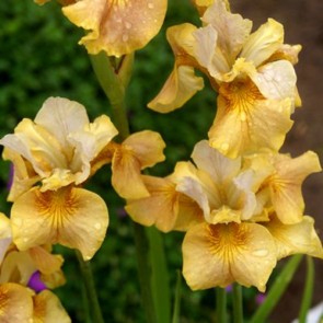 Iris Versicolor Dark Aura - Eurohosta