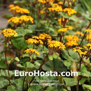 Ligularia dentata 