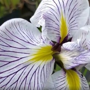 iris Ensata Wave Action
