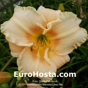 Hemerocallis Marietta Likes Me - Eurohosta