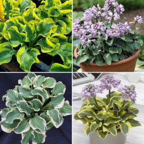 Hosta Bonsai - Eurohosta