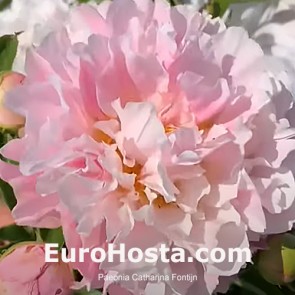 Paeonia Purple Spider