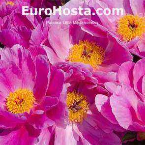 Paeonia Purple Spider