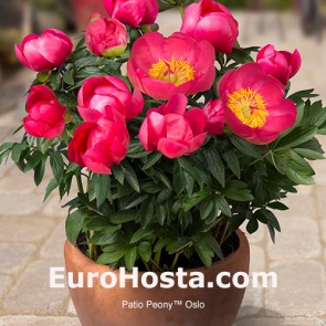 Peony Patio Peony™ Oslo | EUROHOSTA