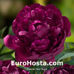 Paeonia Purple Spider