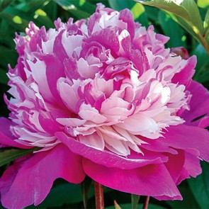 Paeonia Purple Spider