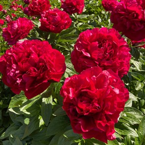 Paeonia Purple Spider