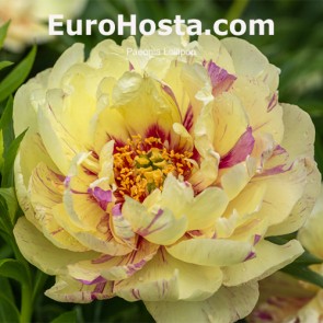 Paeonia (Itoh) Lollipop