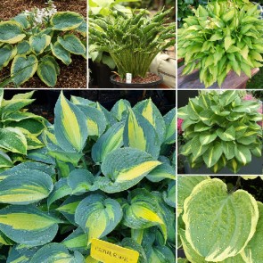 Hosta - Colorful Leaves