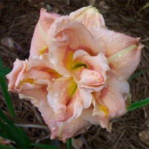 Pink for Two