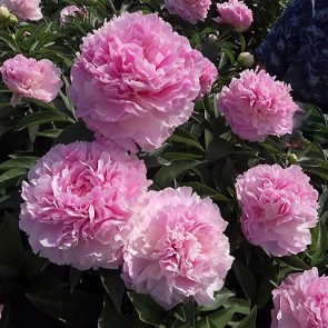 Paeonia Pink Giant 