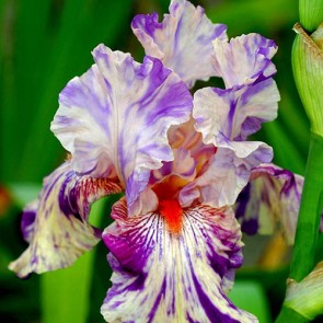 Iris Versicolor Dark Aura - Eurohosta