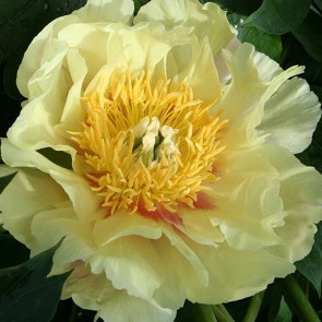 Paeonia (Itoh) Prairie Charm