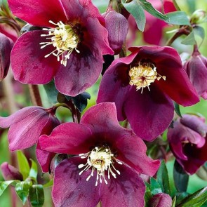 Helleborus orientalis Double Ellen Picotee
