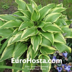 Hosta Proud Sentry