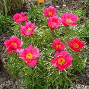 Paeonia Purple Spider