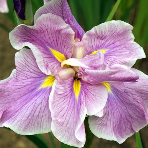 iris Ensata Persephone