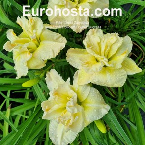 Hemerocallis Siloam Double Success