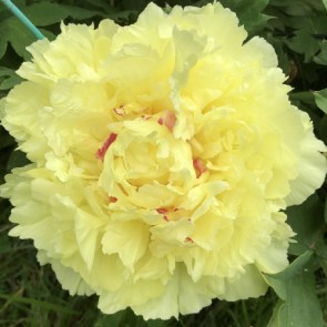 Paeonia (Itoh) Sonoma Halo