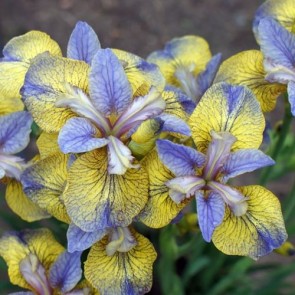 Iris Versicolor Dark Aura - Eurohosta