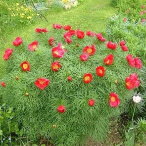 Paeonia tenuifolia